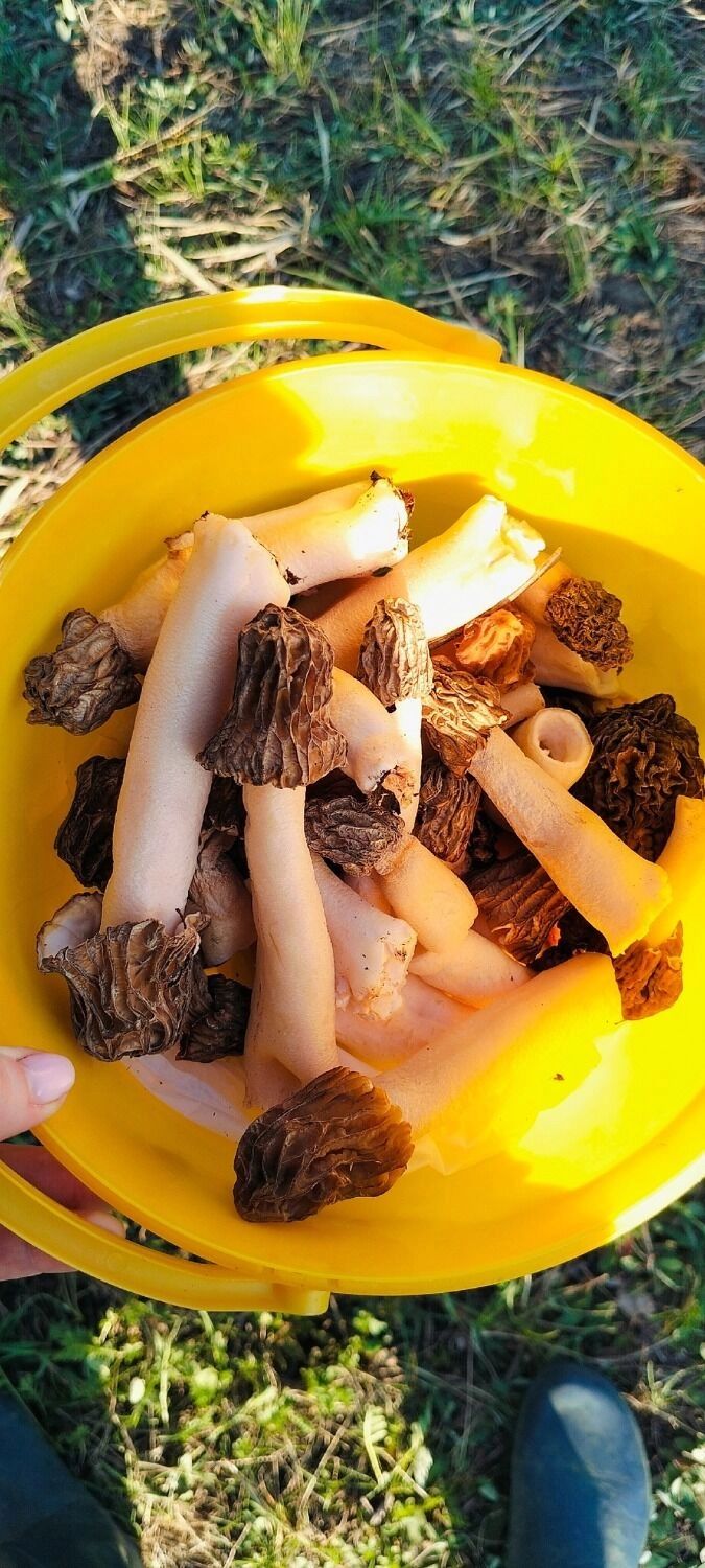 Какие грибы растут в мае в Нижегородской области