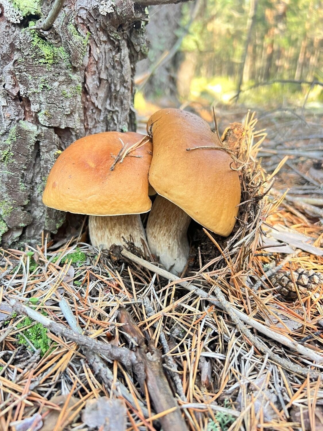 Грибы-уродцы в Нижегородской области