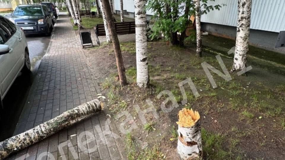 Ветер сломал деревья