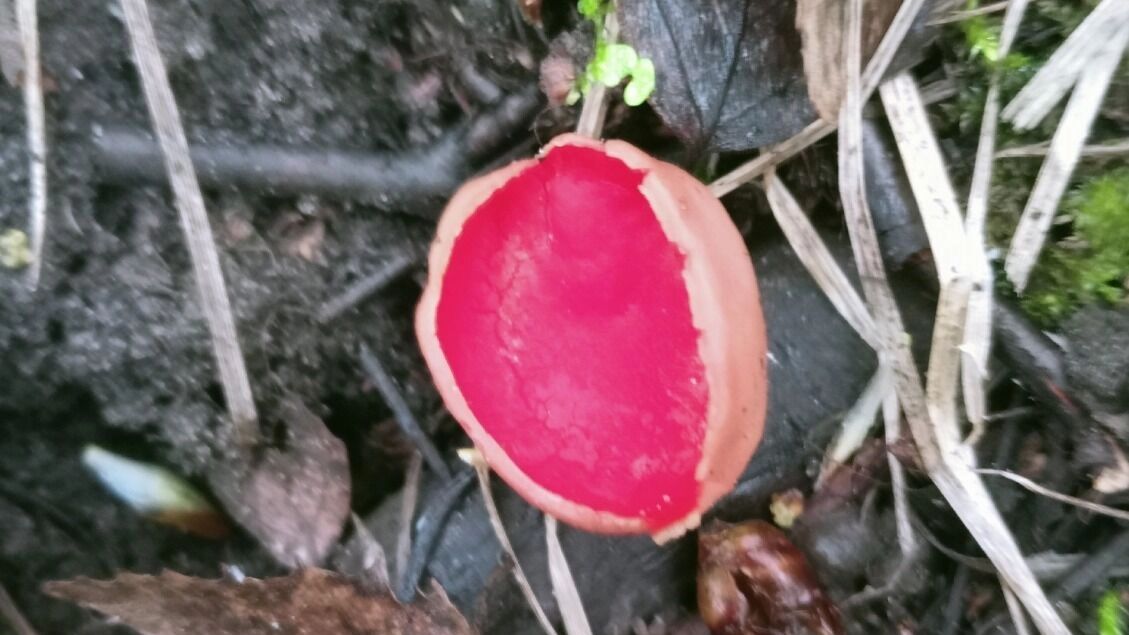 Саркосцифы в Нижегородской области