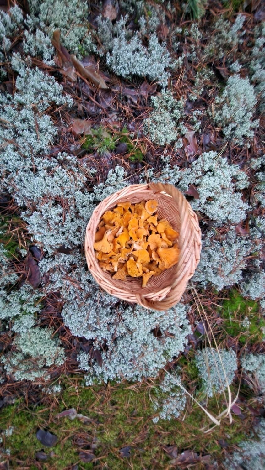 Грибы в Выксе