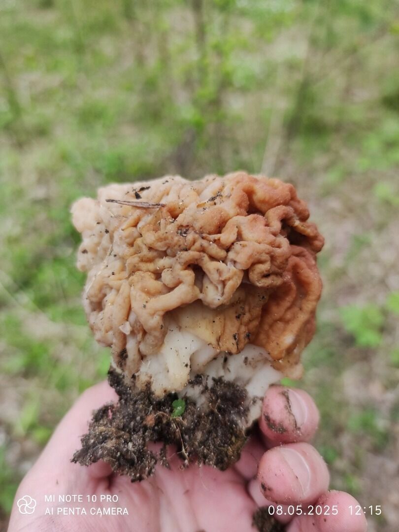 Дзержинские грибы