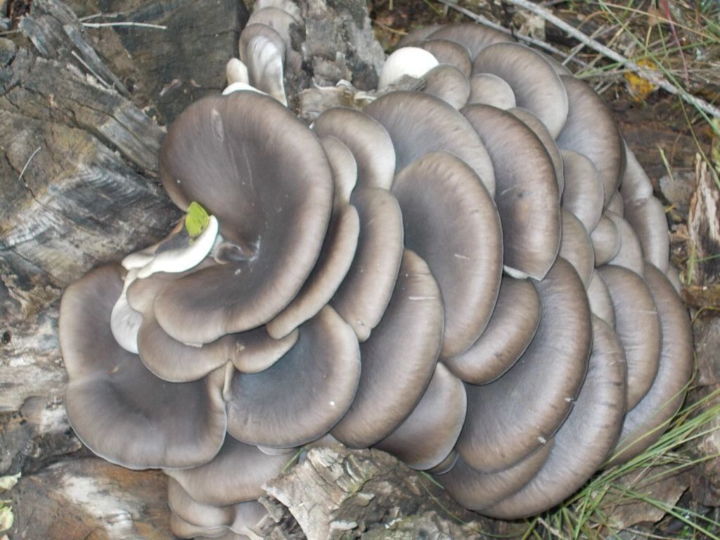 Вешенки в Оренбуржье