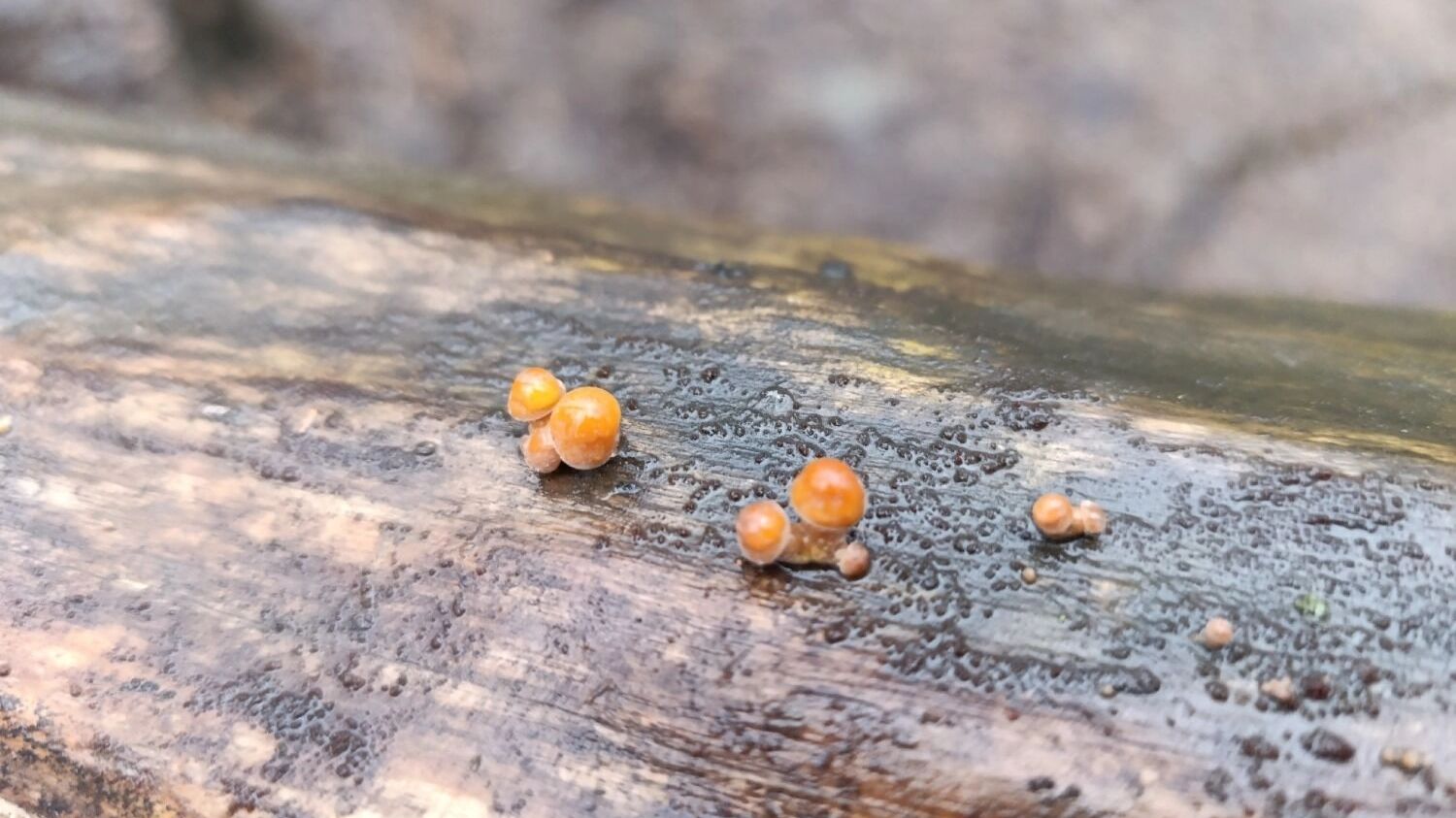 Зимние опята в Нижегородской области (февраль 2025 года)