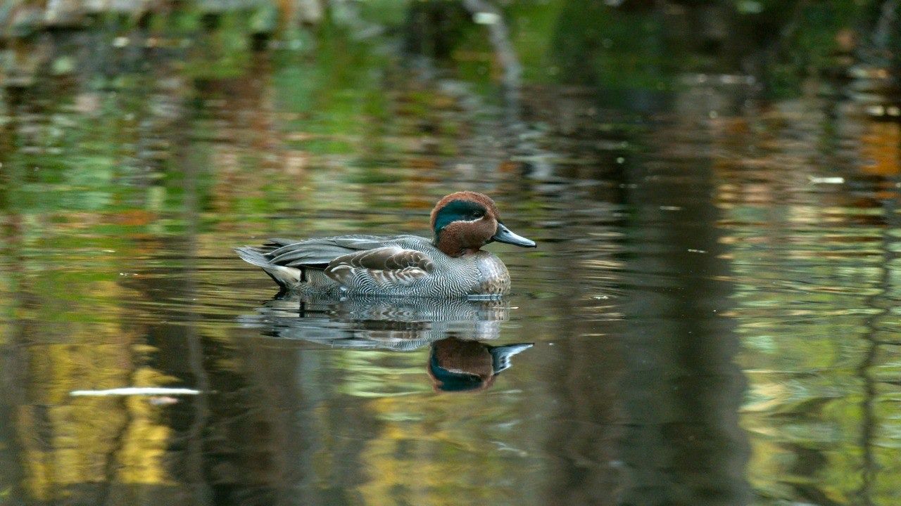 В петербургском парке заметили самых маленьких речных уток-свистунков (фото)