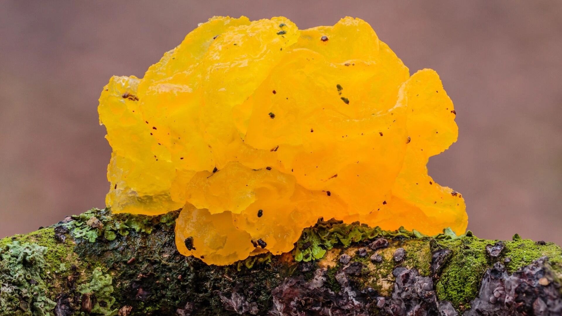 Дрожалка оранжевая похожа на пришельца, но очень вкусна