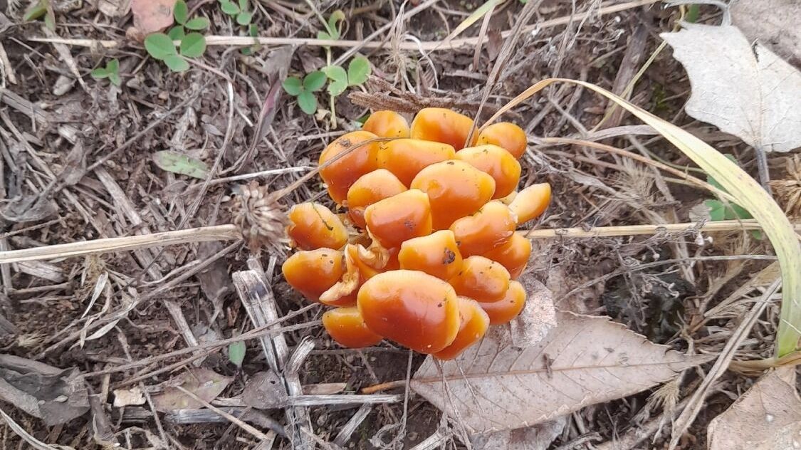 Вешенки в Оренбургской области