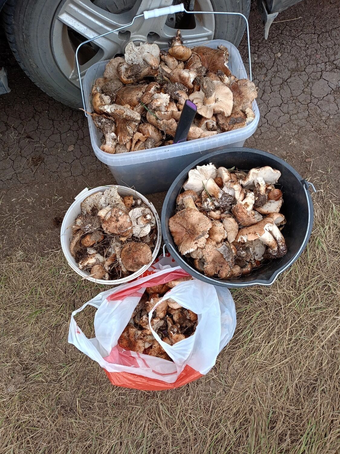 Грибы на Ирикле