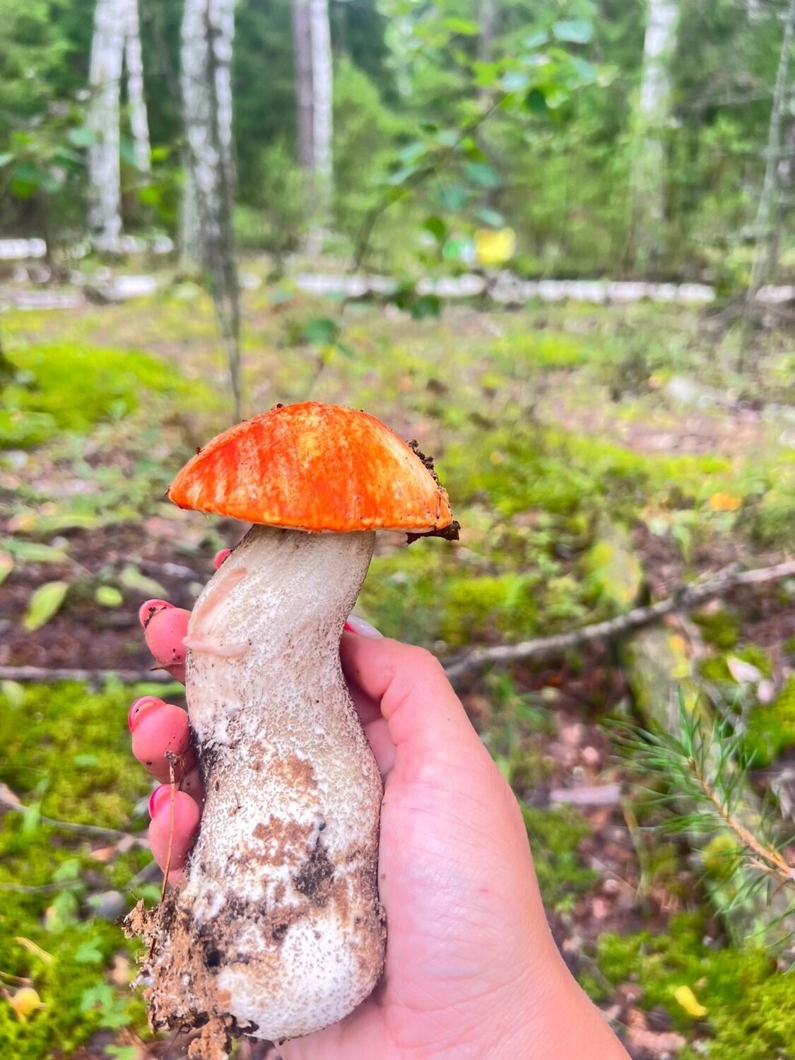Грибы-уродцы в Нижегородской области