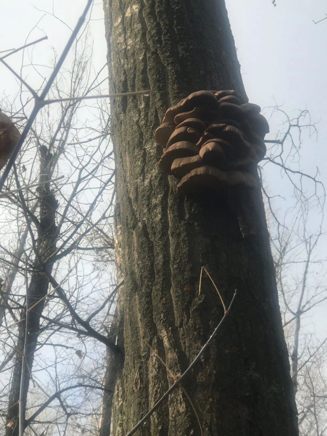 Вешенки в Оренбуржье