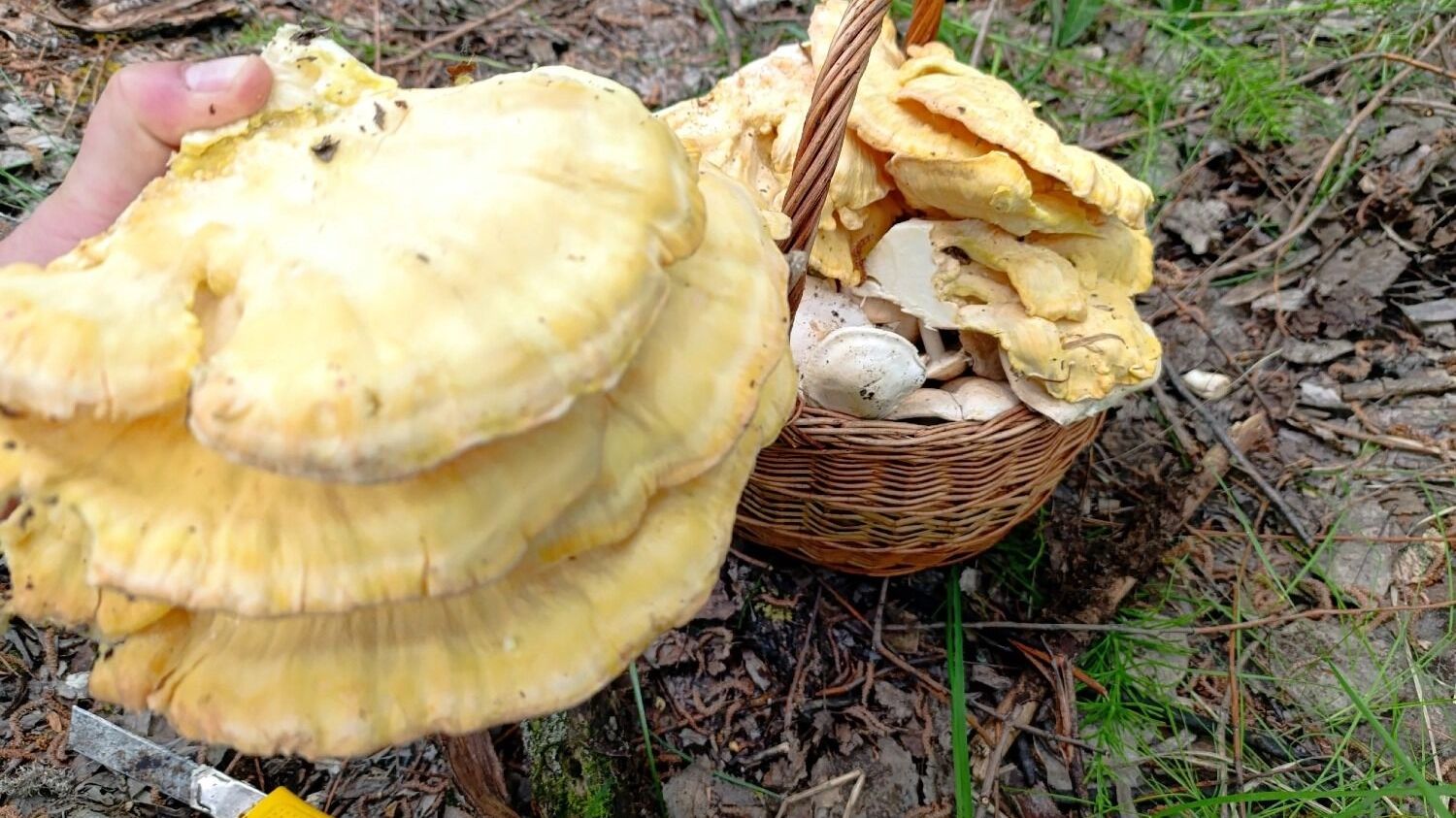 Грибы в нижегородских лесах