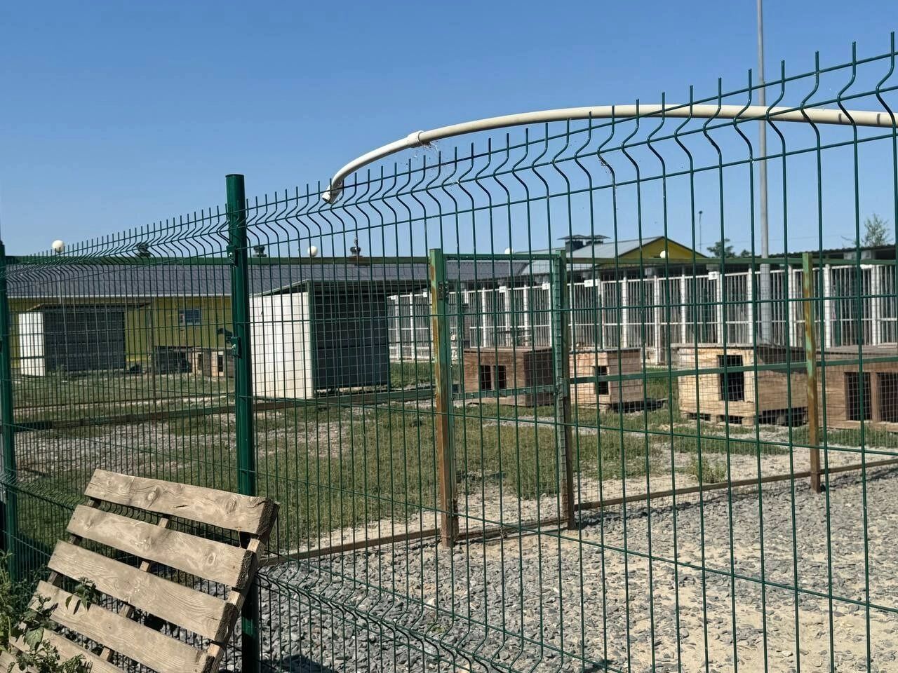 Зона для выгула собак в приюте