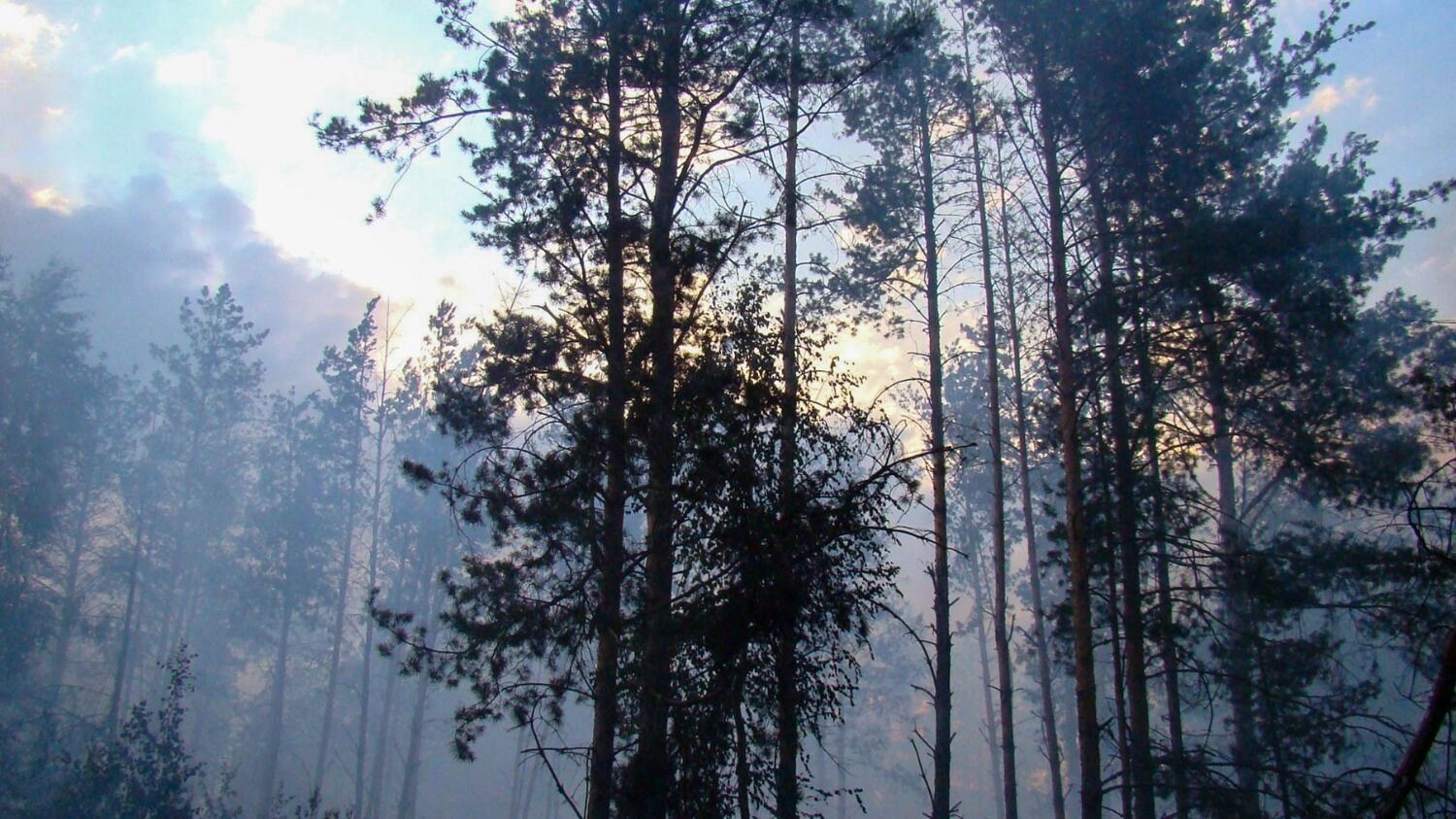 Лесной пожар у деревни Пиголи в 2010 году