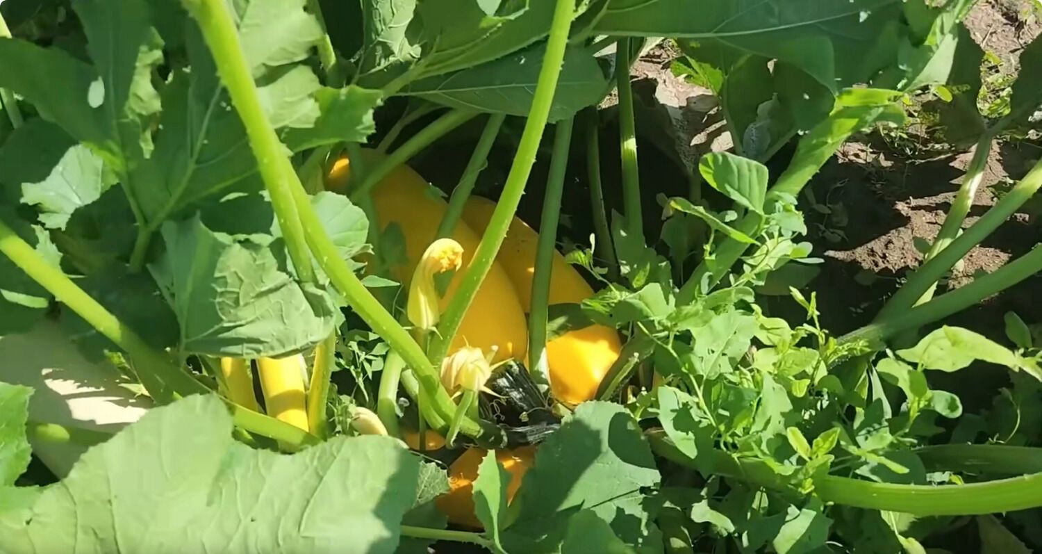 Урожай на&nbsp;ферме Фейнстра