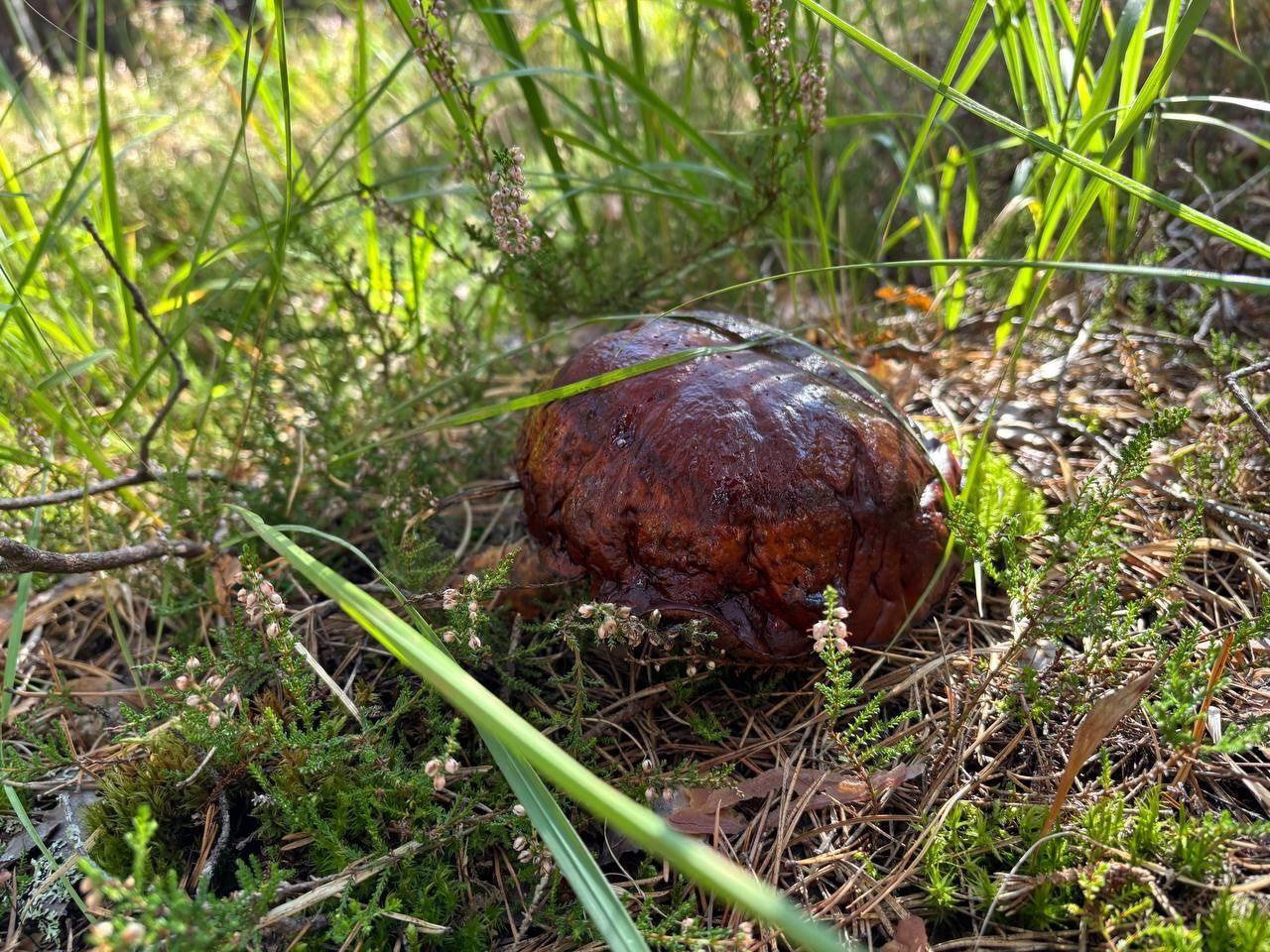 В лесу много червивых и гнилых грибов