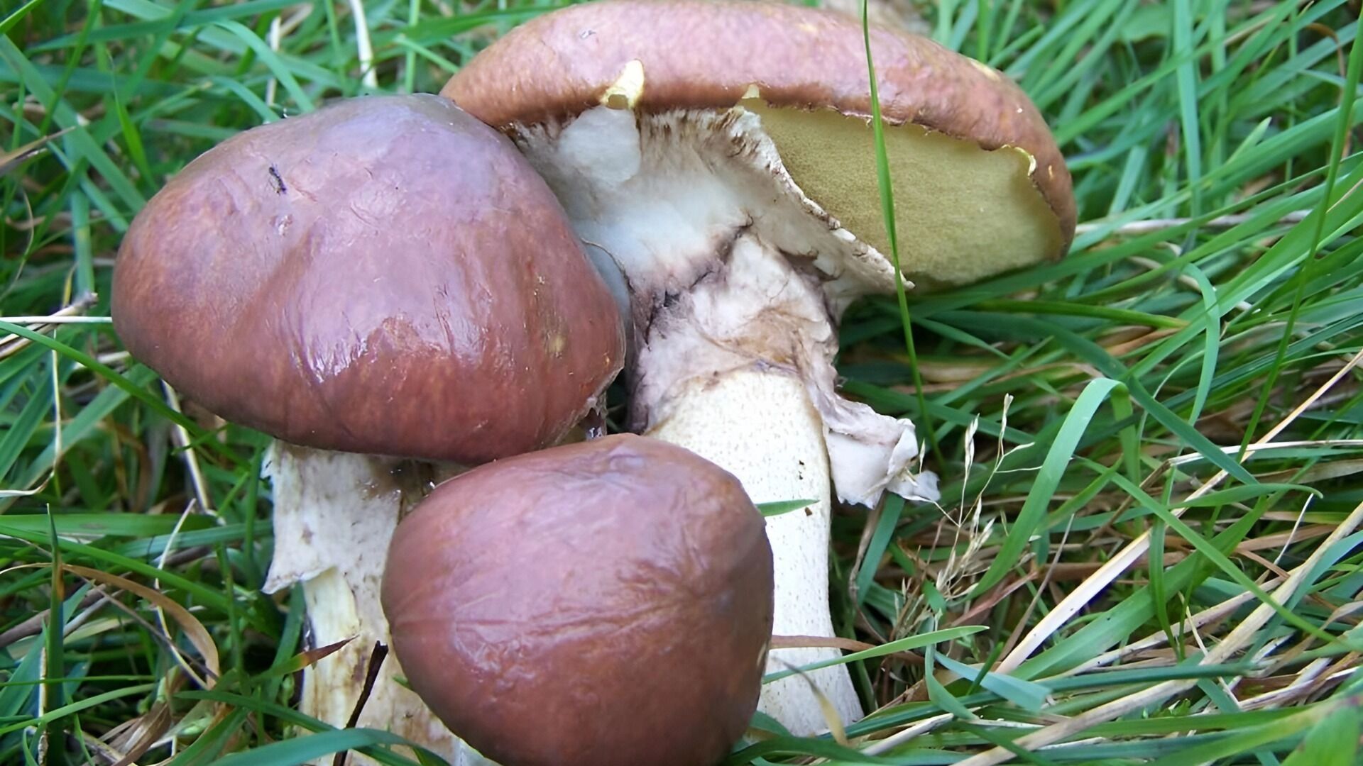 маслята поздние