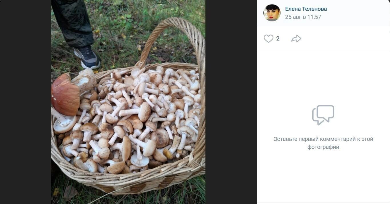 Опята, собранные в&nbsp;районе поселка Дачный