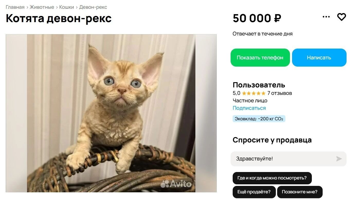 Котята мальчики породы девон-рекс