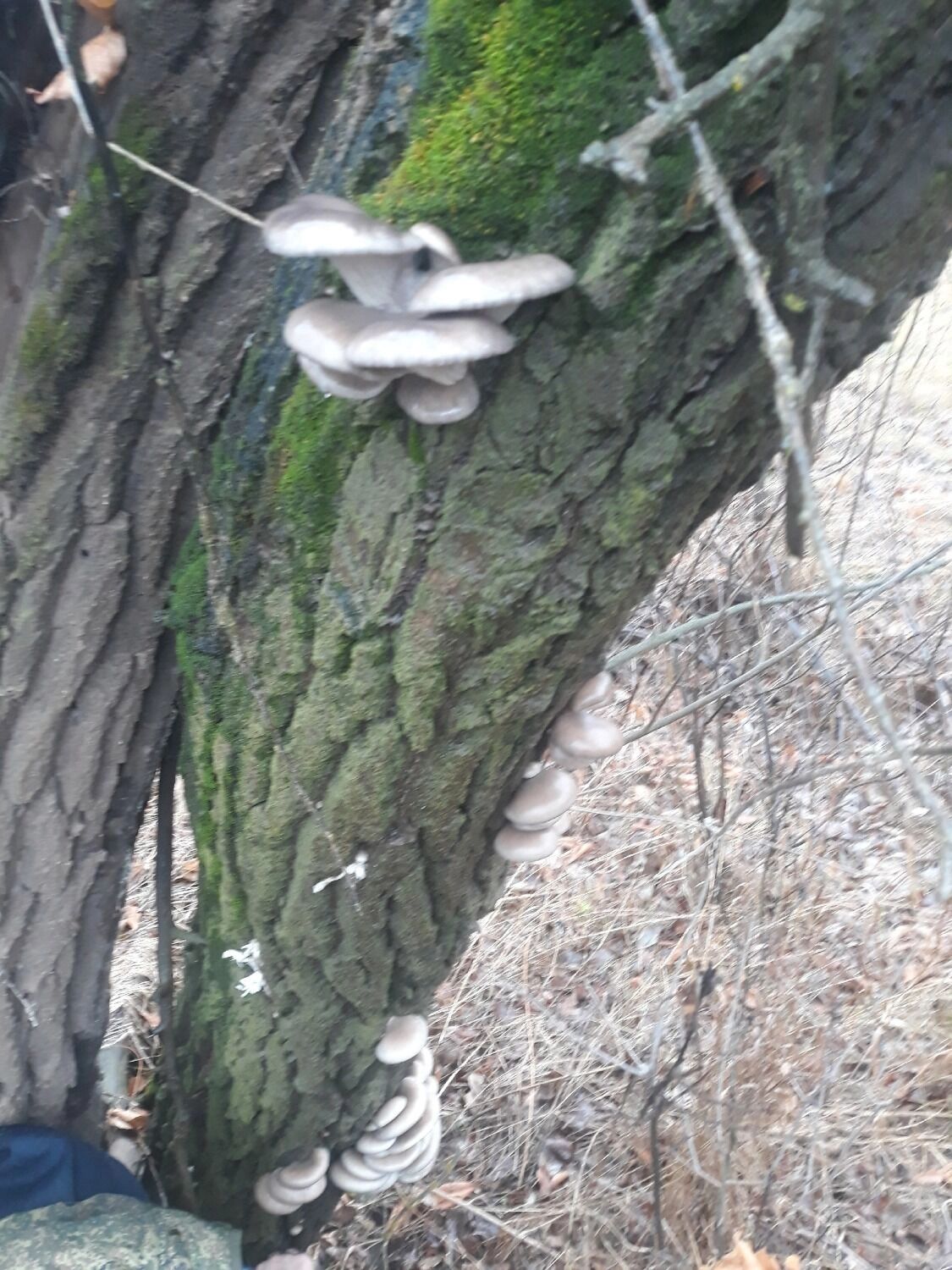 Грибы в Оренбуржье осенью