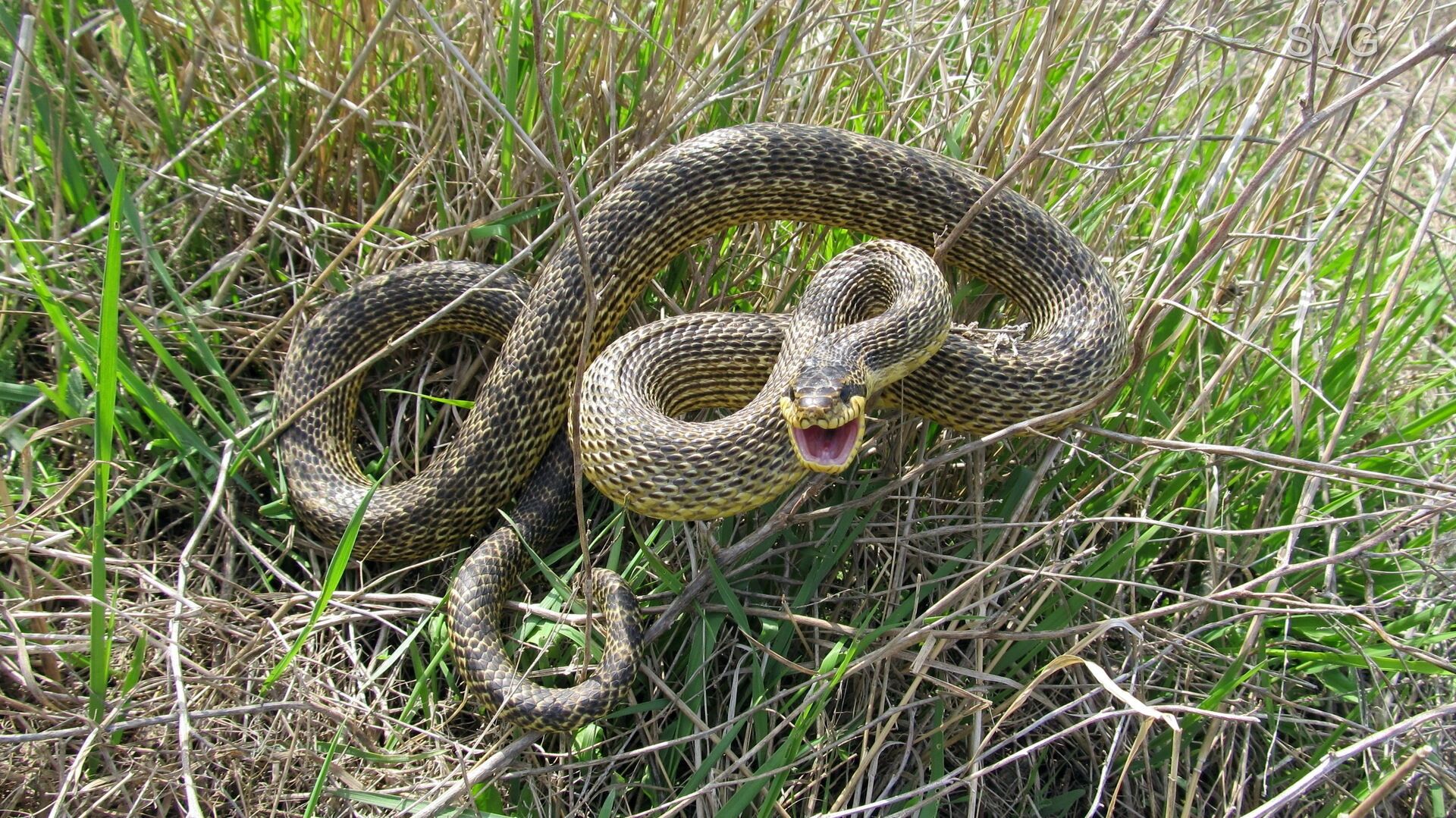 Вслед за Карпиным? ФК «Ростов» может потерять игроков из-за проблем в клубе  — Новости Ростова-на-Дону и Ростовской области - RostovGazeta