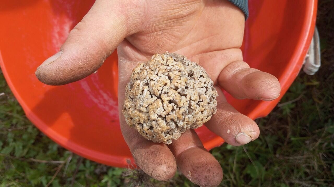 Найденные белгородцами грибы