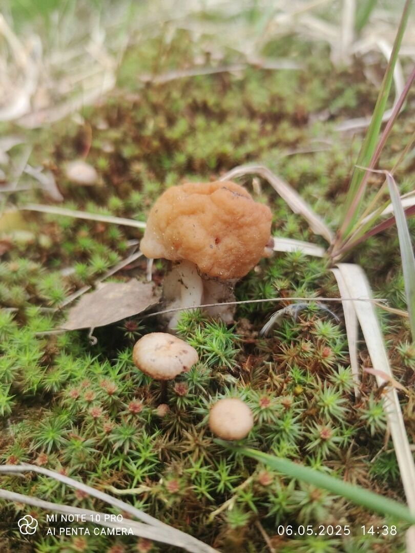 Грибы в Семеновском округе