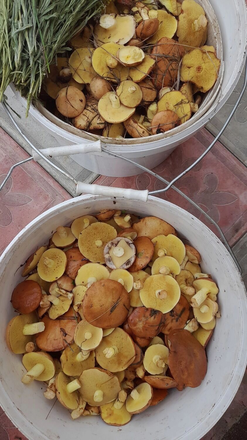 Белгородцы хвастаются грибным «уловом»