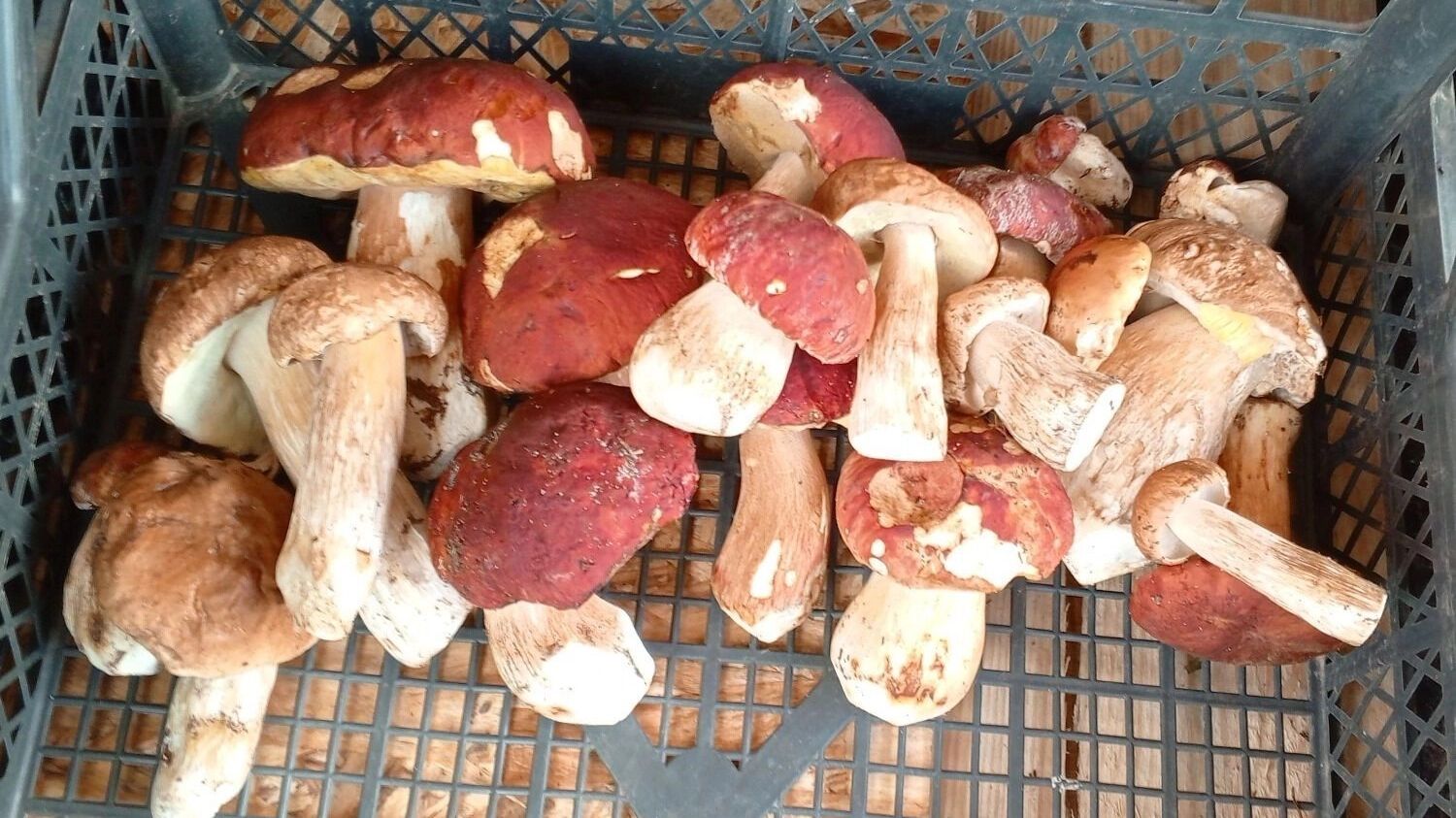 Грибы в банке на прилавке рынка