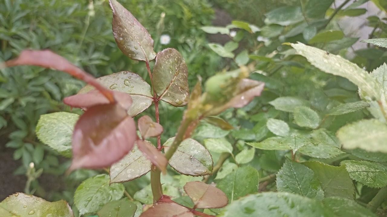 На фото: бутоны сортовой розы