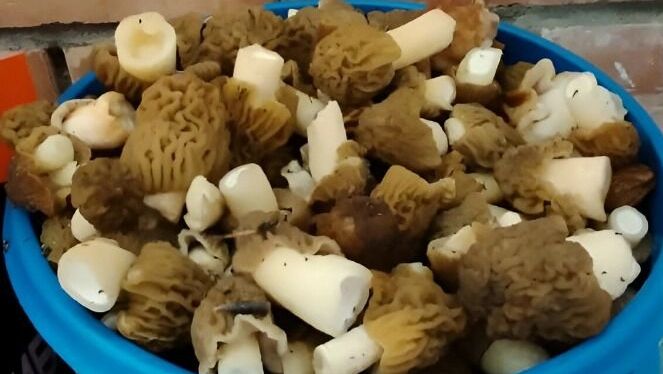 сморчковая шапочка