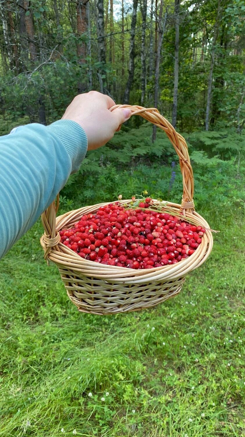 Ягоды в Нижегородской области