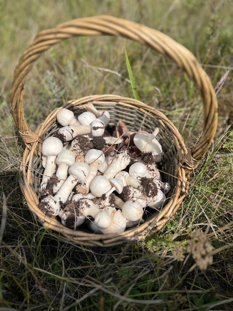 Екатерина Калегина отправилась на поиски грибов в Оренбуржье