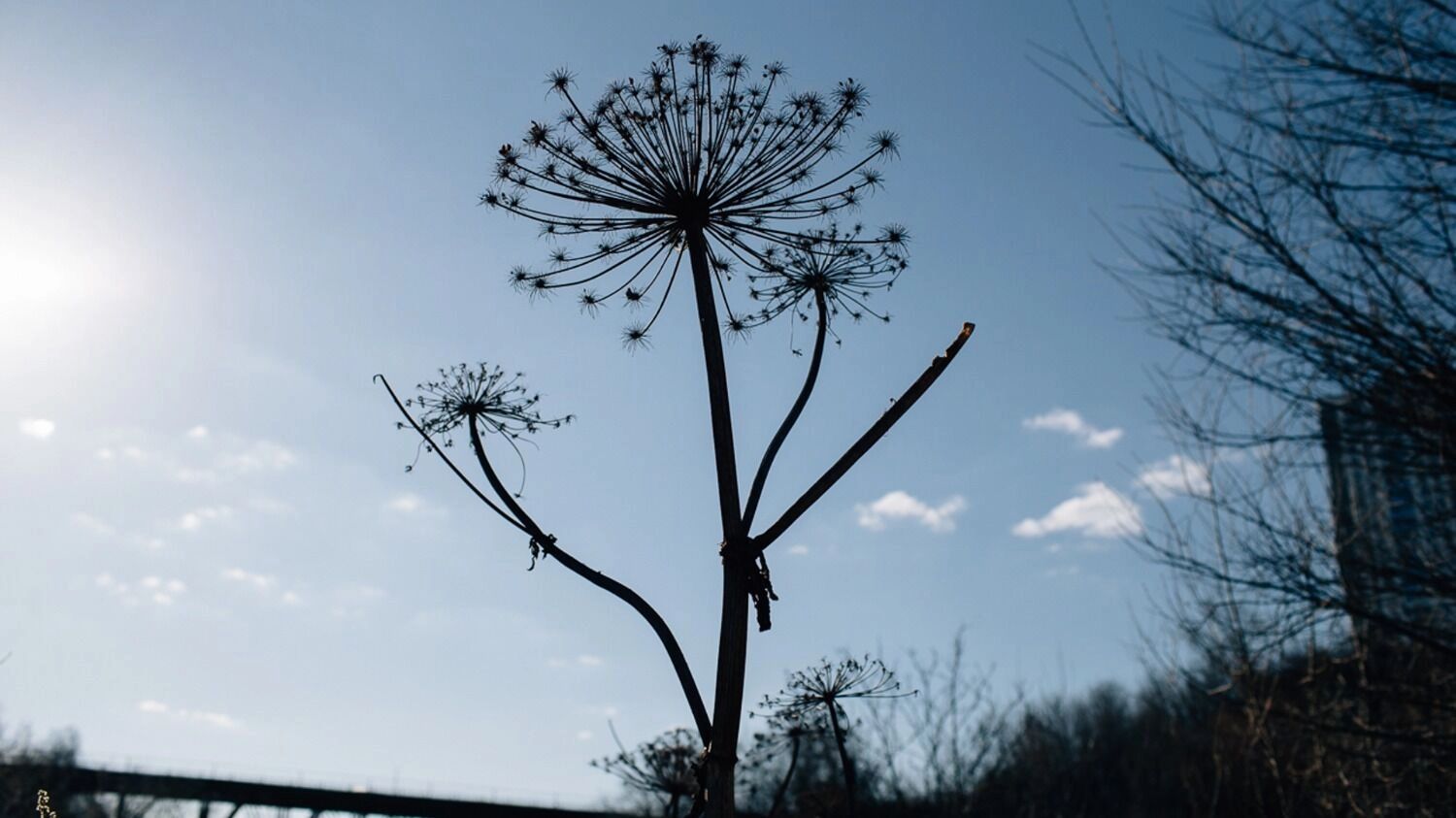 Сок борщевика под воздействием ультрафиолета оставляет ожоги на коже