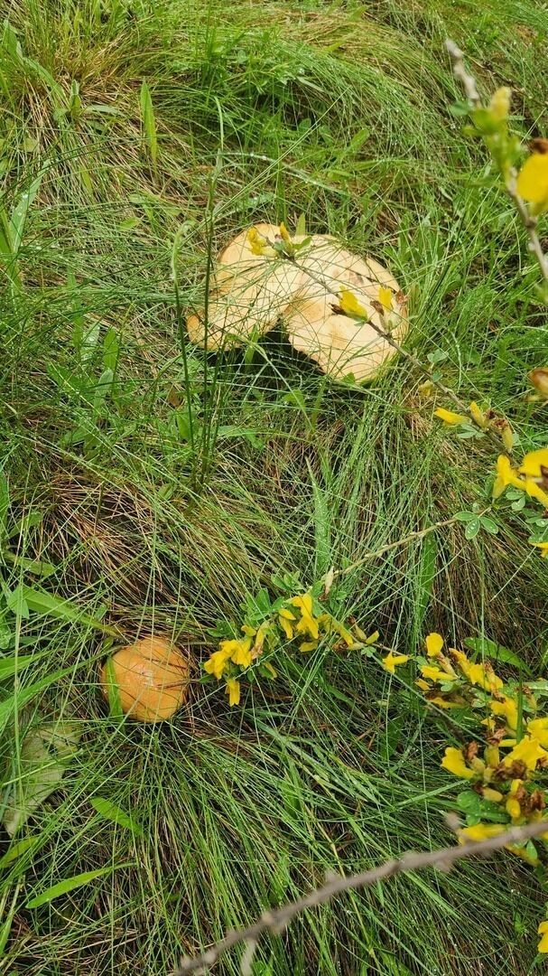 Найденные после дождей грибы