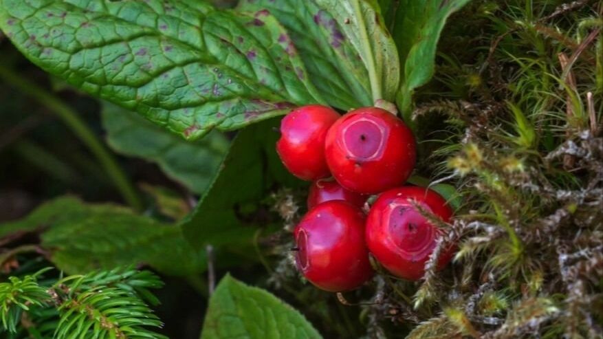 Нижегородские собиратели рассказали, где искать клюкву