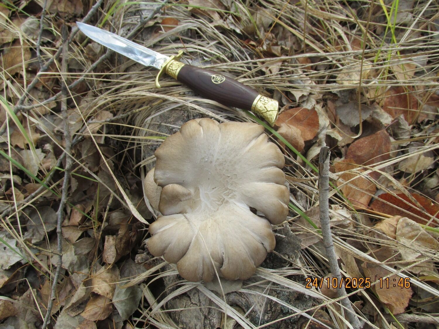 Грибы в октябре в Оренбургской области