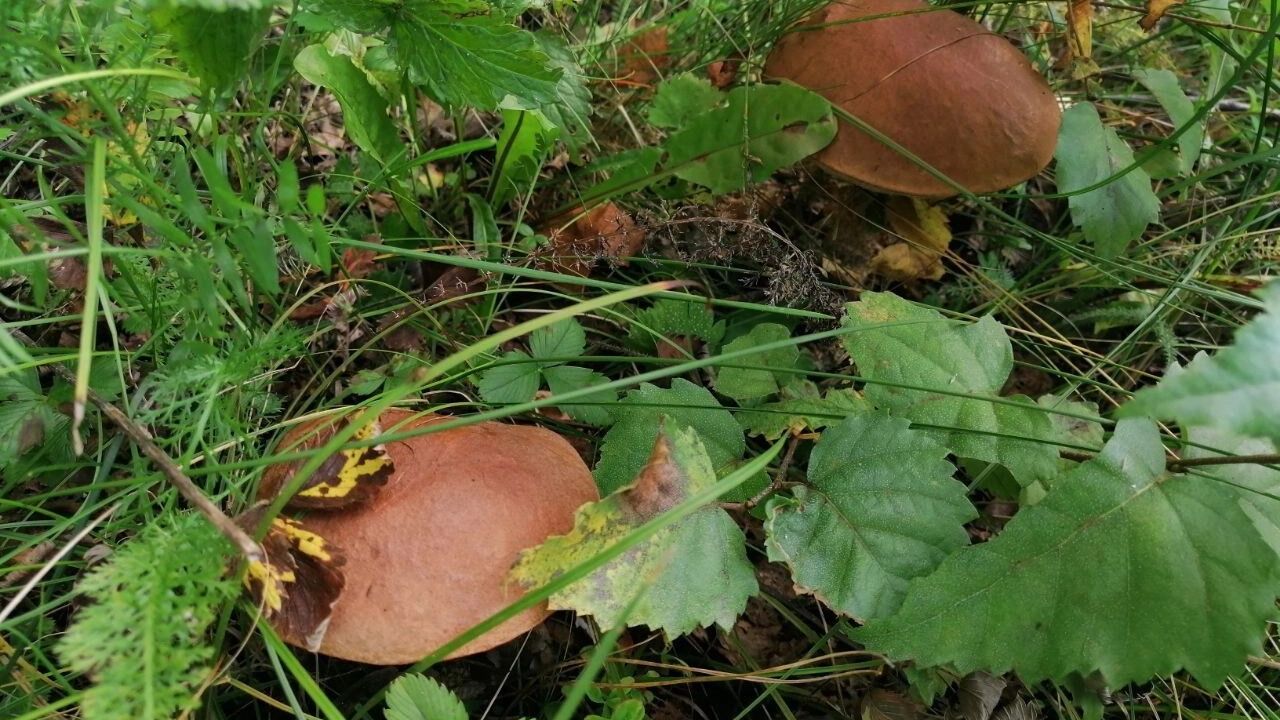 Грибы в Оренбуржье в октябре
