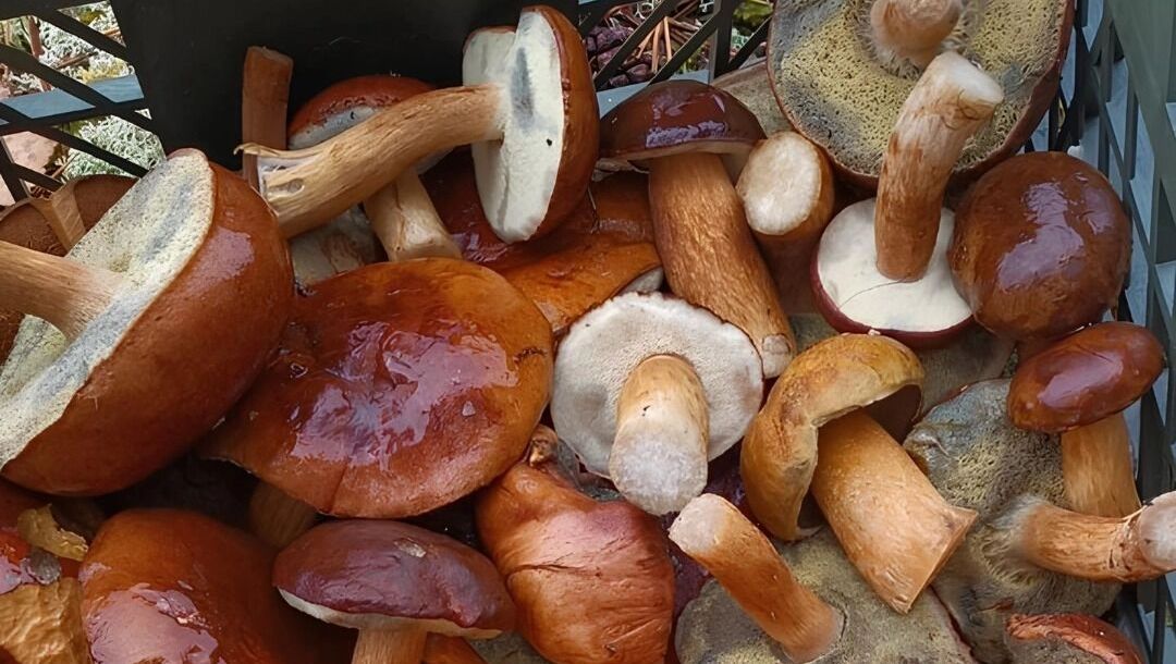 Какие грибы собирают в Нижегородской области в середине и в конце октября
