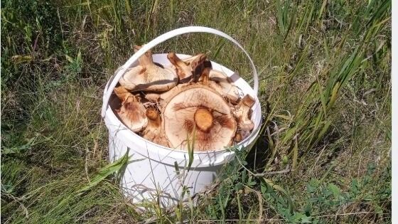 Грибники ищут грибы