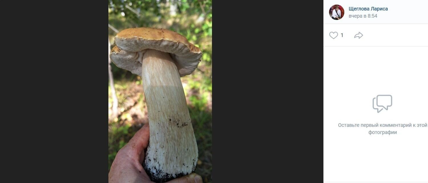 Огромные грибы в&nbsp;стороне Азово