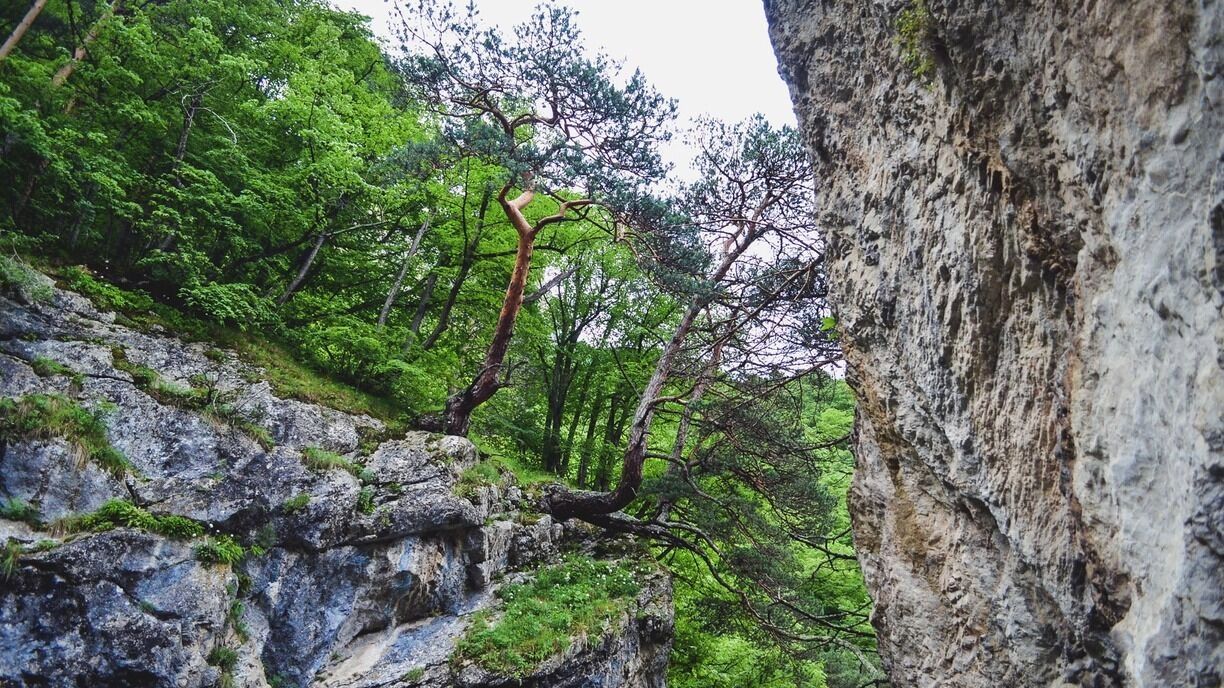 На&nbsp;фото: лес в&nbsp;горах