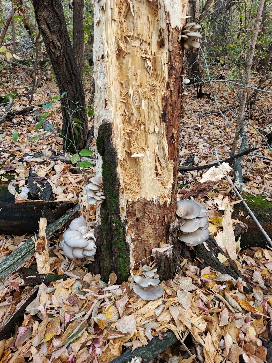 Грибы в Оренбуржье