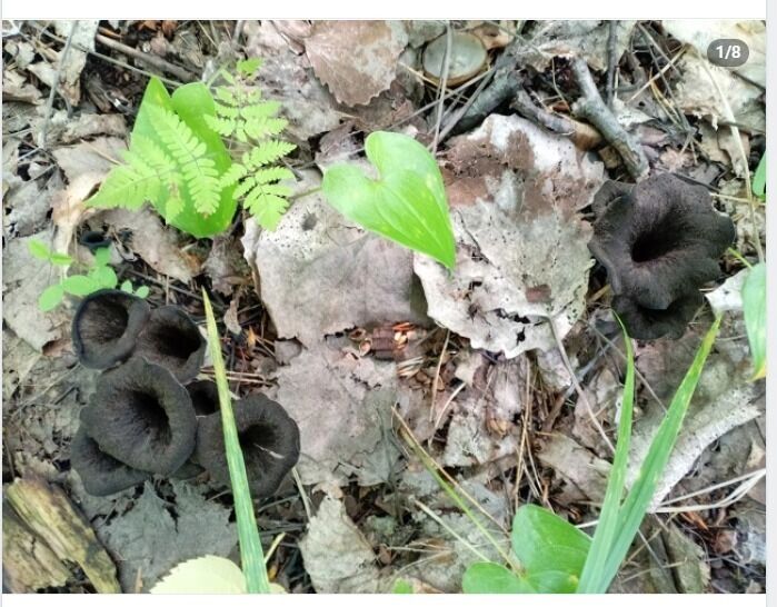 Черные лисички