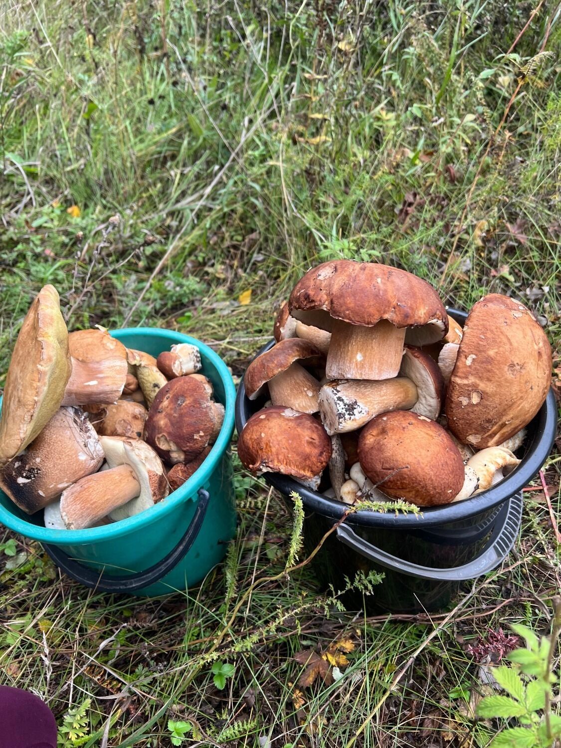 Белые грибы в Перевозском округе