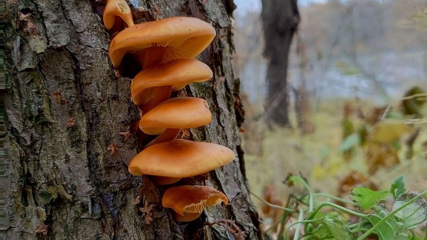 Зимние опята в Нижегородской области (октябрь 2024 года)