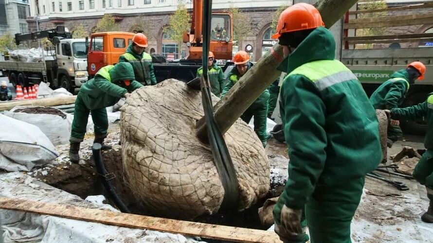 Посадка деревьев в мерзлую землю не всегда заканчивается успешно