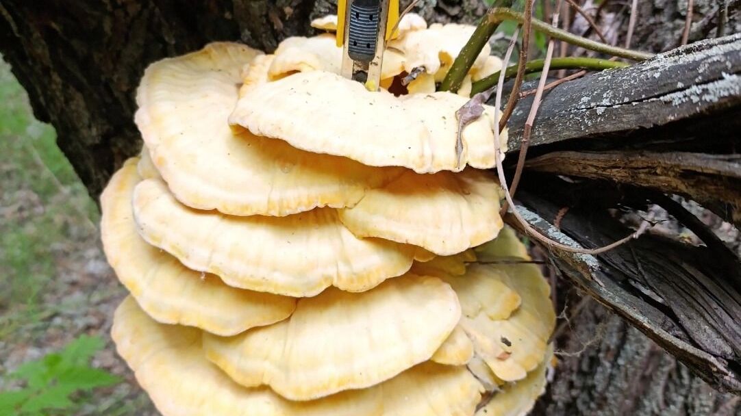 Грибы в нижегородских лесах