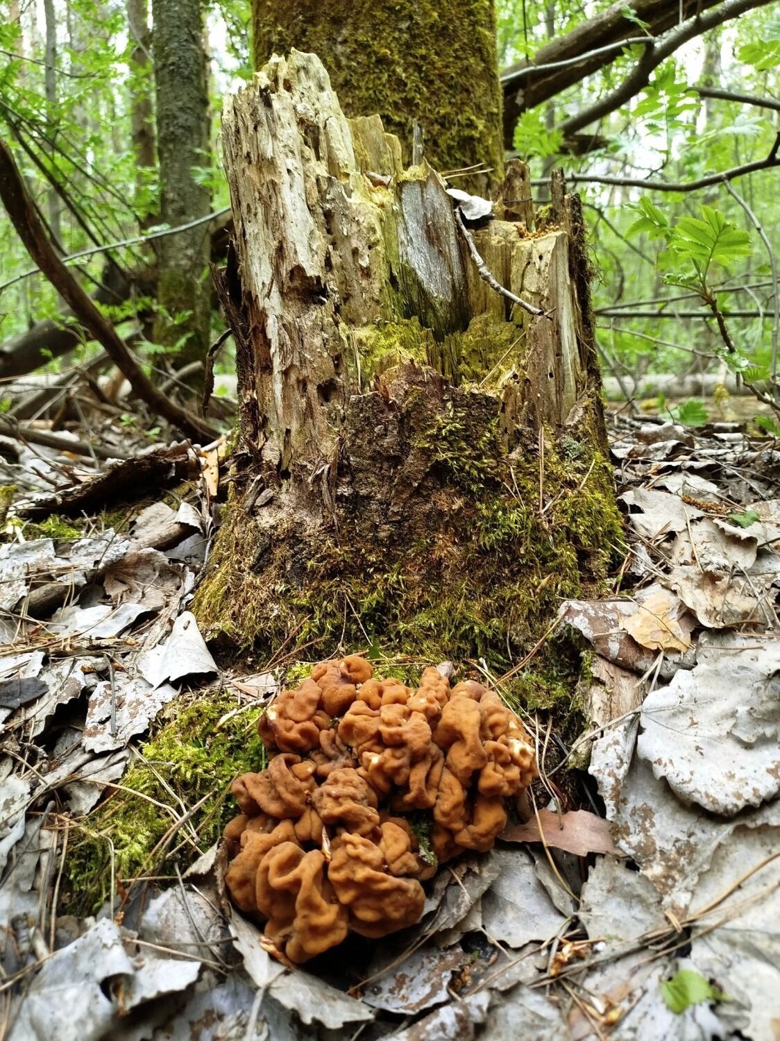 Какие грибы растут в мае в Нижегородской области