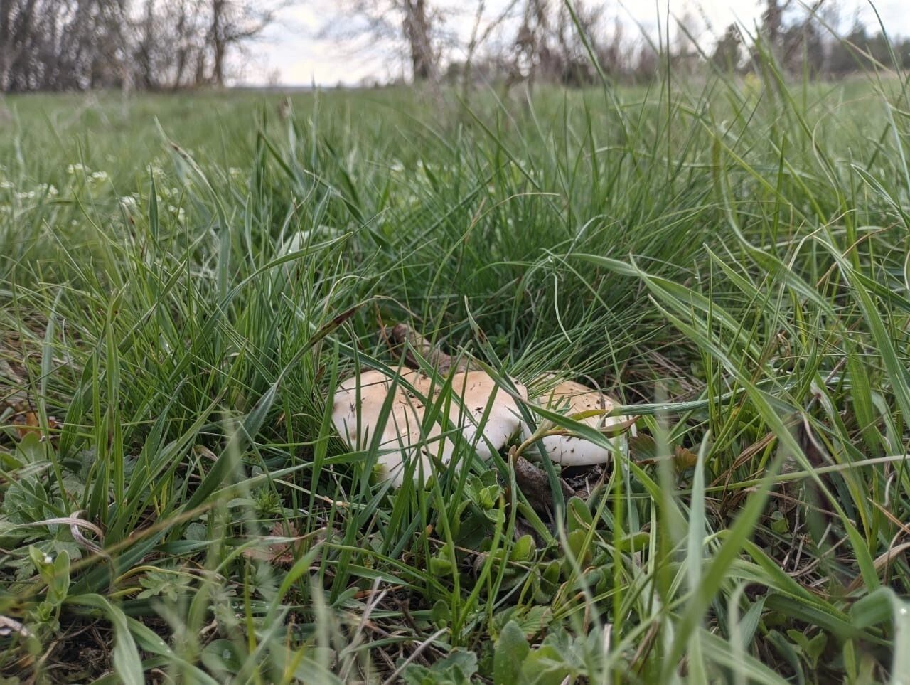 Найденные белгородцами грибы