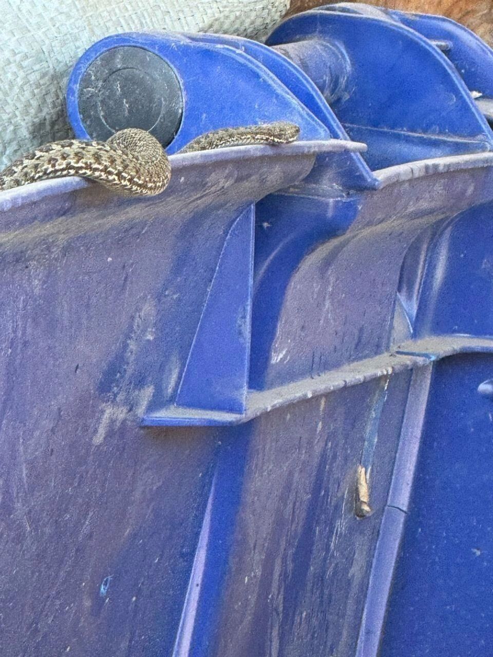 В Оренбурге на мусорке увидели змею